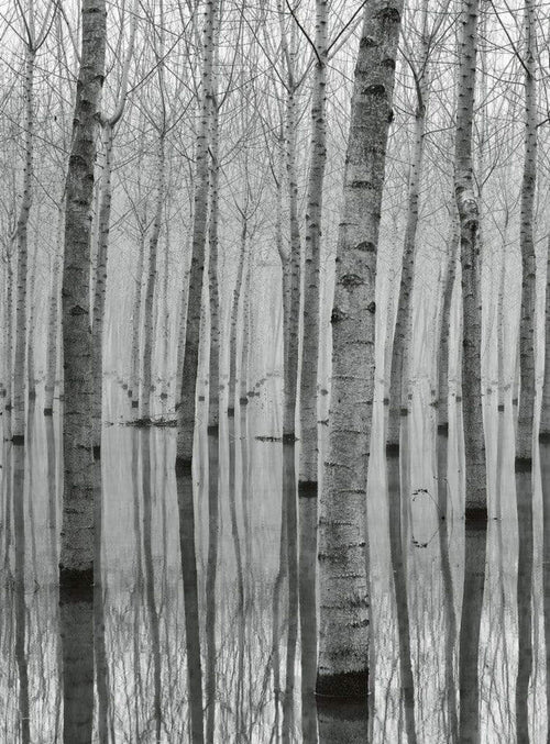 Wizard+Genius Birch Forest In The Water Papier Peint Intissé 192x260cm 4 bandes | Yourdecoration.fr