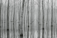 Wizard+Genius Birch Forest in the Water Papier Peint Intissé 384x260cm 8 bandes | Yourdecoration.fr