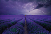 Wizard+Genius Field of Lavender Papier Peint Intissé 384x260cm 8 bandes | Yourdecoration.fr