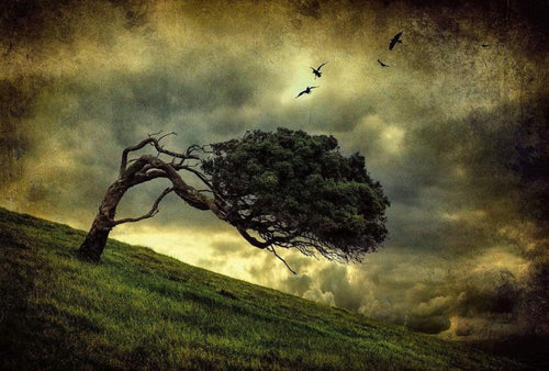 Wizard+Genius Scary Vintage Tree Papier Peint Intissé 384x260cm 8 bandes | Yourdecoration.fr