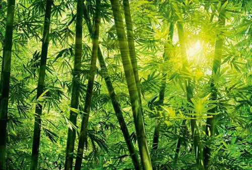 Wizard+Genius Bamboo Forest Papier Peint Intissé 384x260cm 8 bandes | Yourdecoration.fr