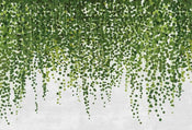 Wizard+Genius Hanging Plants Papier Peint Intissé 384x260cm 8 bandes | Yourdecoration.fr