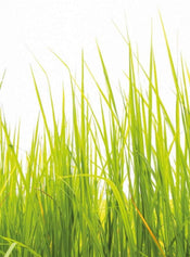 Wizard+Genius High Grass Papier Peint Intissé 192x260cm 4 bandes | Yourdecoration.fr