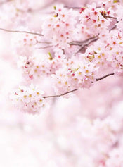 Wizard+Genius Delicate Flowers Papier Peint Intissé 192x260cm 4 bandes | Yourdecoration.fr