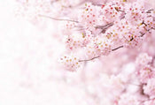Wizard+Genius Delicate Flowers Papier Peint Intissé 384x260cm 8 bandes | Yourdecoration.fr