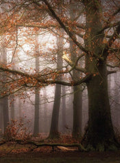 Wizard+Genius Foggy Autumn Forest Papier Peint Intissé 192x260cm 4 bandes | Yourdecoration.fr