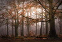 Wizard+Genius Foggy Autumn Forest Papier Peint Intissé 384x260cm 8 bandes | Yourdecoration.fr