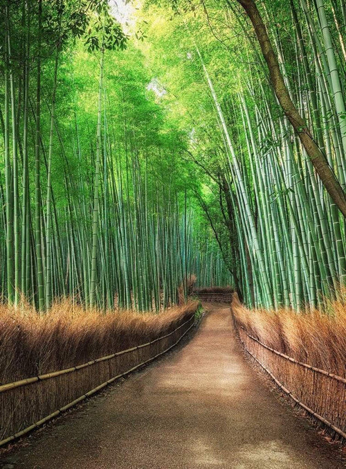 Wizard+Genius Bamboo Grove Kyoto Papier Peint Intissé 192x260cm 4 bandes | Yourdecoration.fr