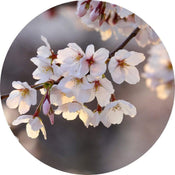 Wizard+Genius Cherry Blossoms Papier Peint Intissé 140x140cm rond | Yourdecoration.fr