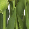 Komar Tulips Papier Peint 368x254cm | Yourdecoration.fr