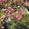 Komar Rose Garden Papier Peint 368x254cm | Yourdecoration.fr