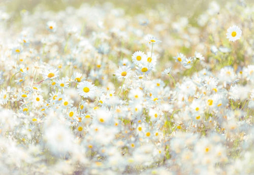 Komar Daisies Papier Peint 368x254cm | Yourdecoration.fr