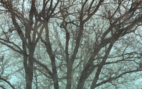 Komar Whispering Woods Intisse Papier Peint 400x250cm 4 bandes | Yourdecoration.fr