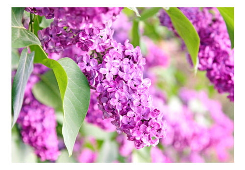 Papier Peint - Lilac Flowers - Intissé