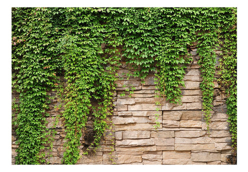 Papier Peint - Ivy Wall - Intissé