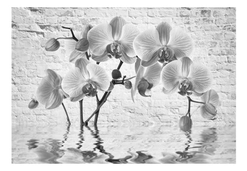 Papier Peint - Orchid in Shades of Gray - Intissé