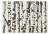 Papier Peint - Stately Birches First Variant - Intissé