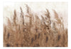 Papier Peint - Tall Grasses Brown - Intissé