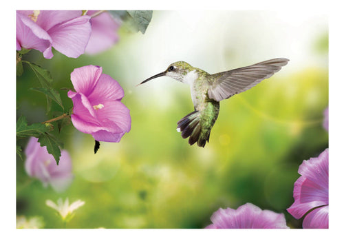 Papier Peint - Humming-Bird - Intissé