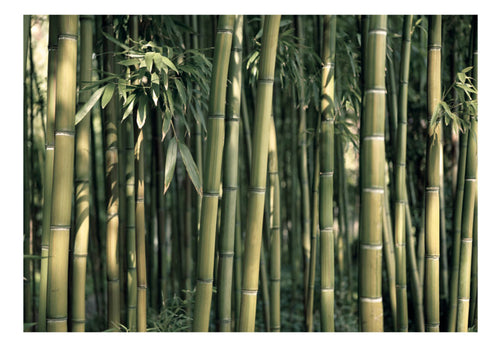 Papier Peint - Bamboo Exotic - Intissé