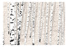 Papier Peint - Birchen Grove - Intissé