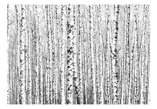 Papier Peint - Birch Forest - Intissé