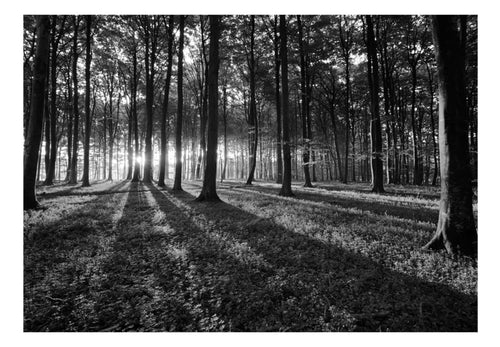 Papier Peint - The Light in the Forest - Intissé