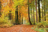 Dimex Autumn Forest Papier Peint 375x250cm 5 bandes | Yourdecoration.fr