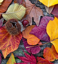 Dimex Autumn Leaves Papier Peint 225x250cm 3 bandes | Yourdecoration.fr