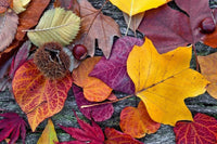 Dimex Autumn Leaves Papier Peint 375x250cm 5 bandes | Yourdecoration.fr