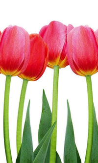 Dimex Bed of Tulips Papier Peint 150x250cm 2 bandes | Yourdecoration.fr
