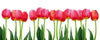 Dimex Bed of Tulips Papier Peint 375x150cm 5 bandes | Yourdecoration.fr