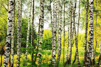 Dimex Birch Forest Papier Peint 375x250cm 5 bandes | Yourdecoration.fr