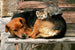 Dimex Cat and Dog Papier Peint 375x250cm 5 bandes | Yourdecoration.fr