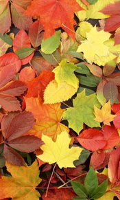 Dimex Colorful leaves Papier Peint 150x250cm 2 bandes | Yourdecoration.fr