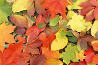 Dimex Colourful Leaves Papier Peint 375x250cm 5 bandes | Yourdecoration.fr