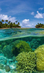 Dimex Coral Reef Papier Peint 150x250cm 2 bandes | Yourdecoration.fr