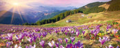 Dimex Crocuses at Spring Papier Peint 375x150cm 5 bandes | Yourdecoration.fr