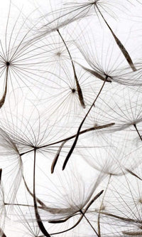 Dimex Dandelion Seeds Papier Peint 150x250cm 2 bandes | Yourdecoration.fr