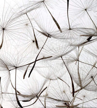 Dimex Dandelion Seeds Papier Peint 225x250cm 3 bandes | Yourdecoration.fr
