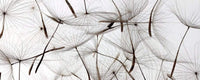 Dimex Dandelion Seeds Papier Peint 375x150cm 5 bandes | Yourdecoration.fr