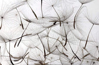Dimex Dandelion Seeds Papier Peint 375x250cm 5 bandes | Yourdecoration.fr