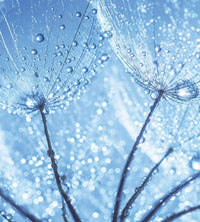 Dimex Dandelion Water Drops Papier Peint 225x250cm 3 bandes | Yourdecoration.fr
