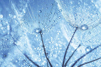Dimex Dandelion Water Drops Papier Peint 375x250cm 5 bandes | Yourdecoration.fr