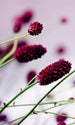 Dimex Floral Violet Papier Peint 150x250cm 2 bandes | Yourdecoration.fr