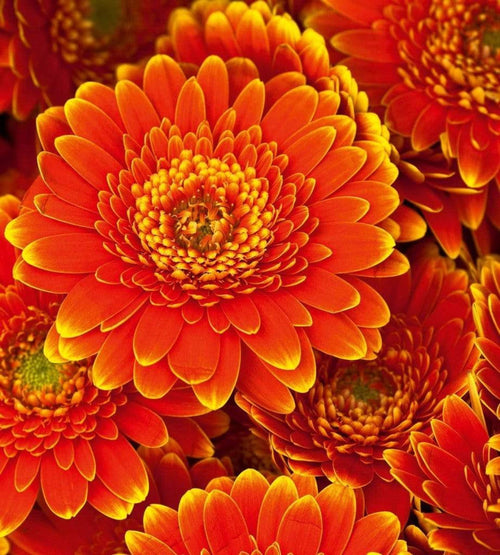 Dimex Gerbera Papier Peint 225x250cm 3 bandes | Yourdecoration.fr