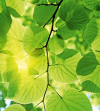 Dimex Green Leaves Papier Peint 225x250cm 3 bandes | Yourdecoration.fr