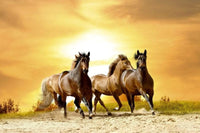 Dimex Horses in Sunset Papier Peint 375x250cm 5 bandes | Yourdecoration.fr