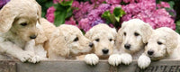 Dimex Labrador Puppies Papier Peint 375x150cm 5 bandes | Yourdecoration.fr