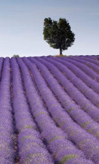 Dimex Lavender Field Papier Peint 150x250cm 2 bandes | Yourdecoration.fr